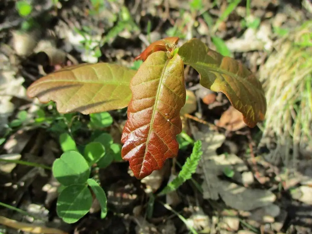AnRo0002, CC0, via Wikimedia Commons Pedunculate oak seedling