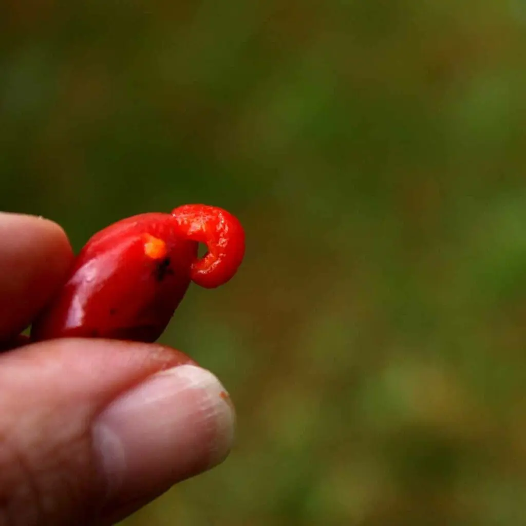 Squishing a rose hips by hand