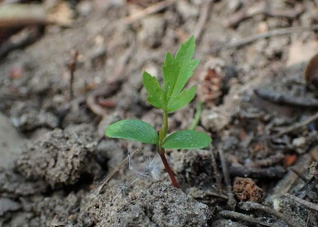 Krzysztof Ziarnek, Kenraiz, CC BY-SA 4.0 <https://creativecommons.org/licenses/by-sa/4.0>, via Wikimedia Commons Rowan seedling