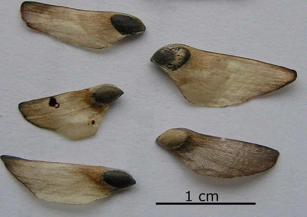 Scots pine seeds