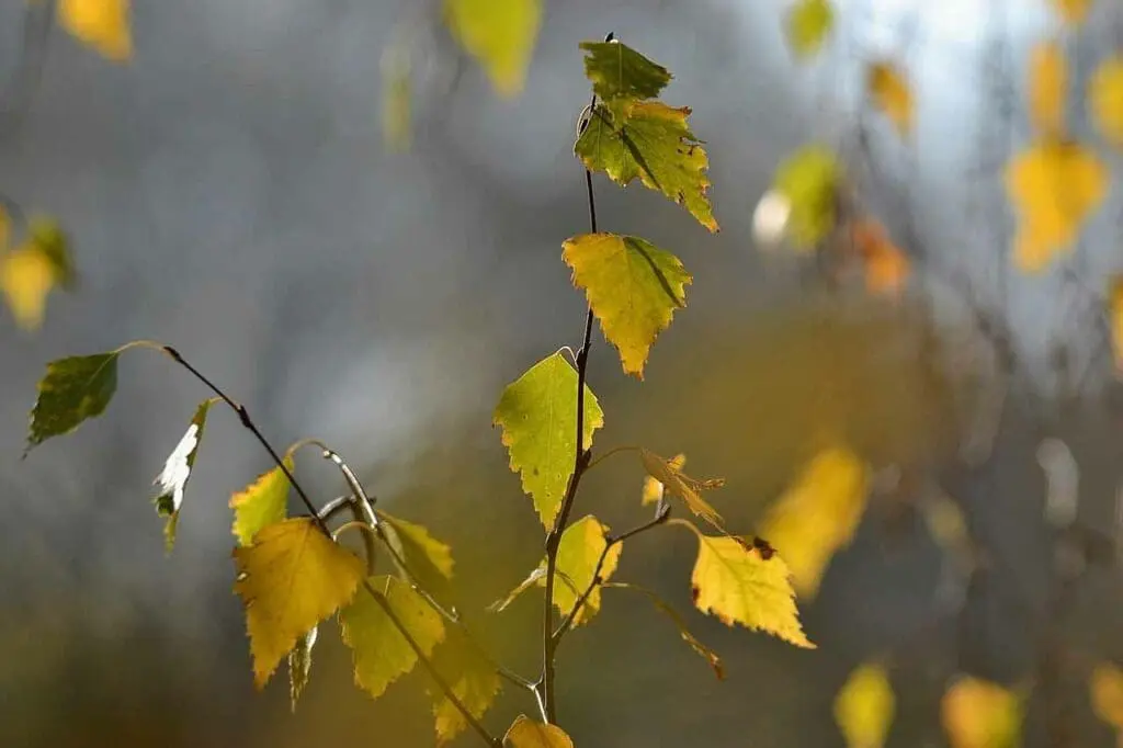 A young silver birch sapling