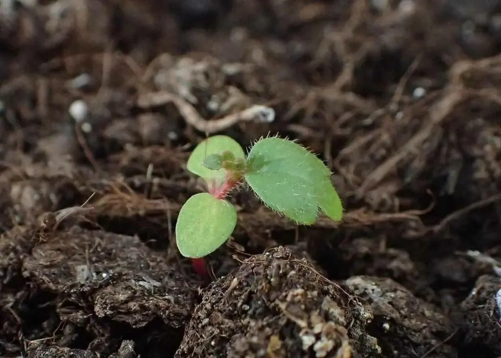 Silver birch seedling