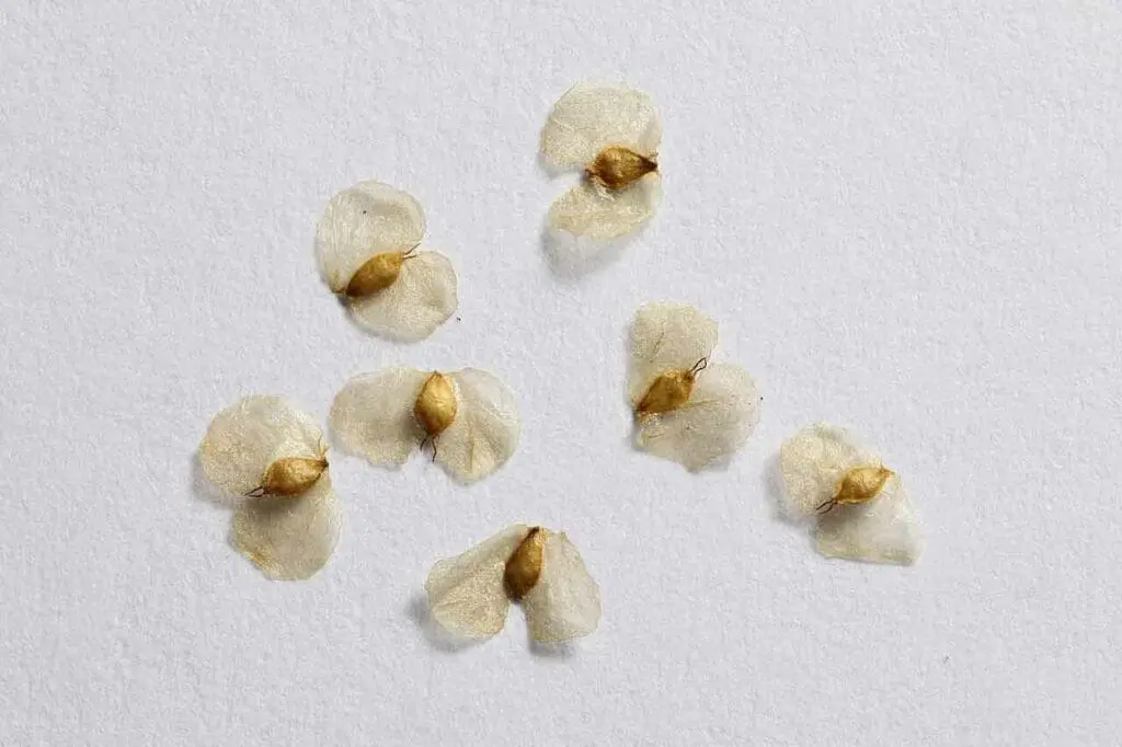 Silver birch seeds