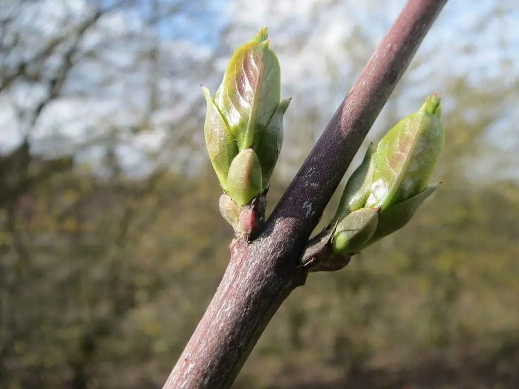 A young spindle sapling