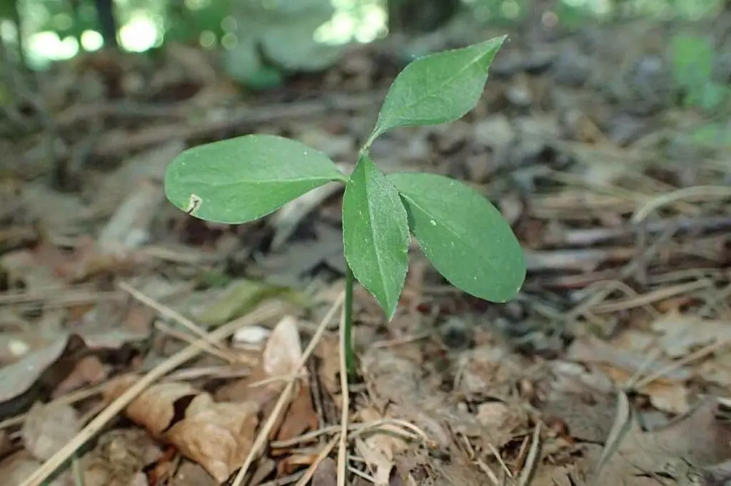 Spindle seedling