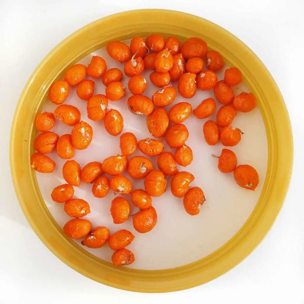 Spindle seeds