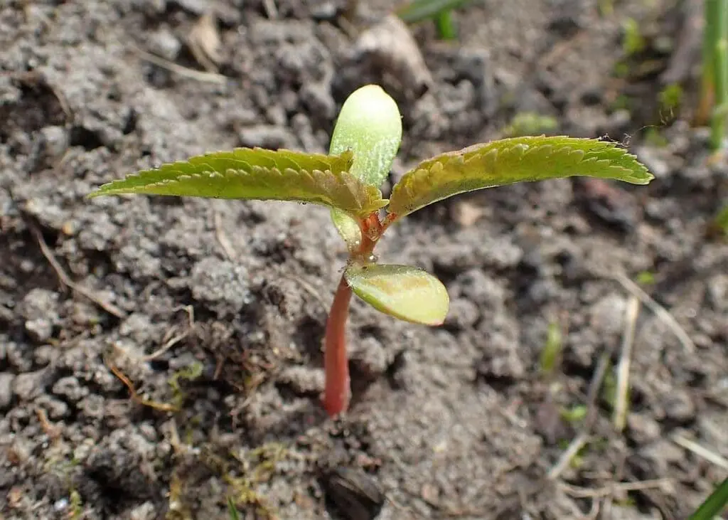 Wild cherry seedling