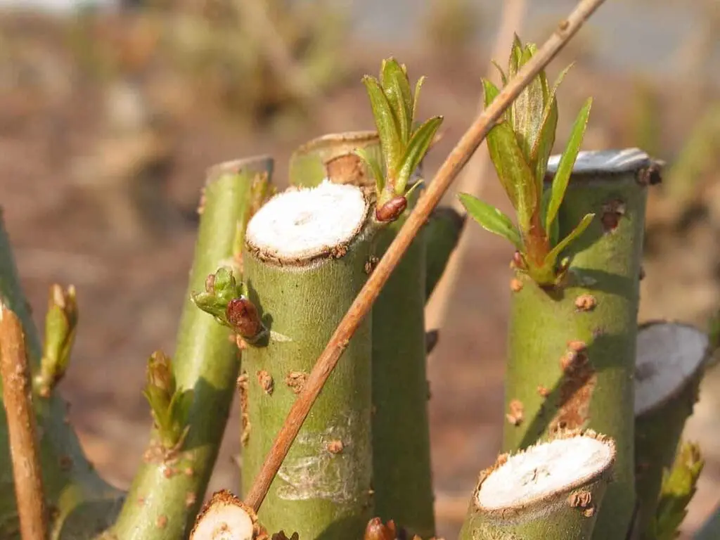 Regrowth on a willow stool