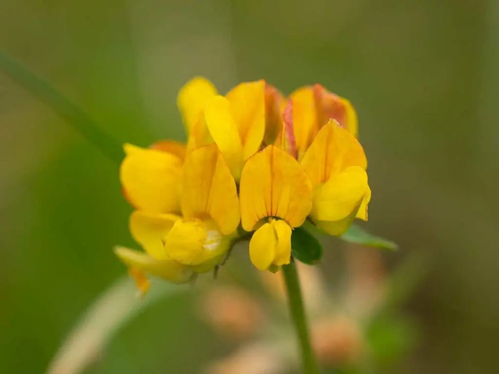 Birds-foot-trefoil flowers close up