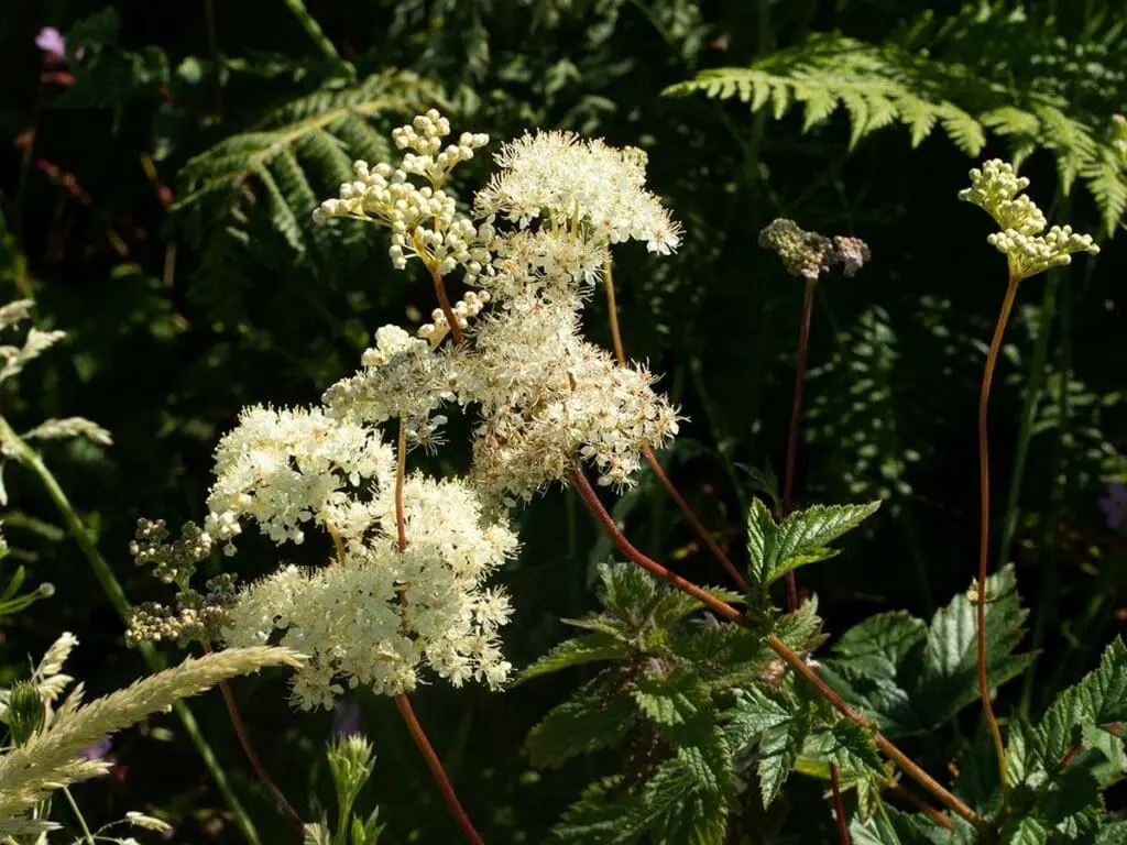 Meadowsweet flowers