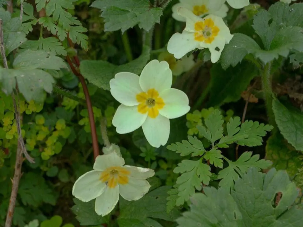 Primrose flowers