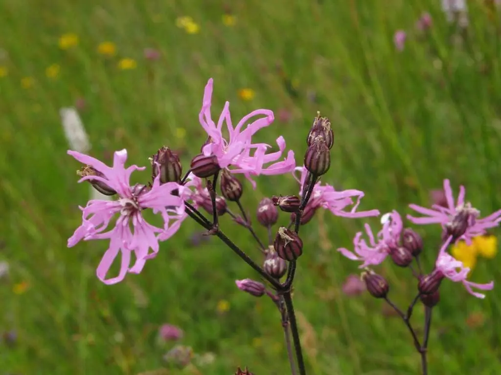 Ragged-Robin flowers in a wet meadow in spring