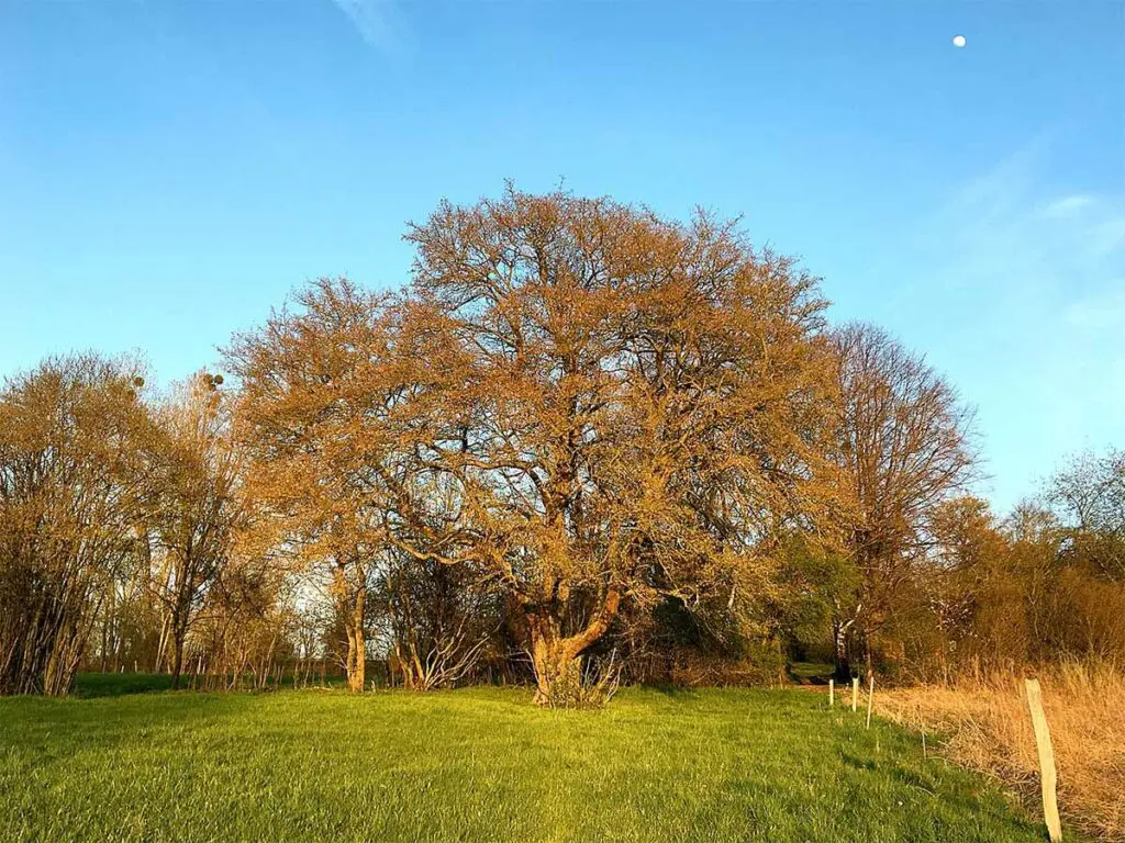 A mature field maple in early spring