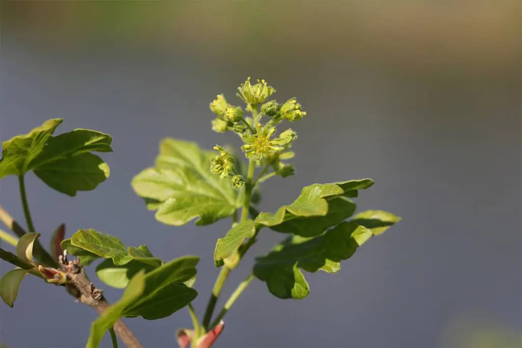 Flowers of the field maple