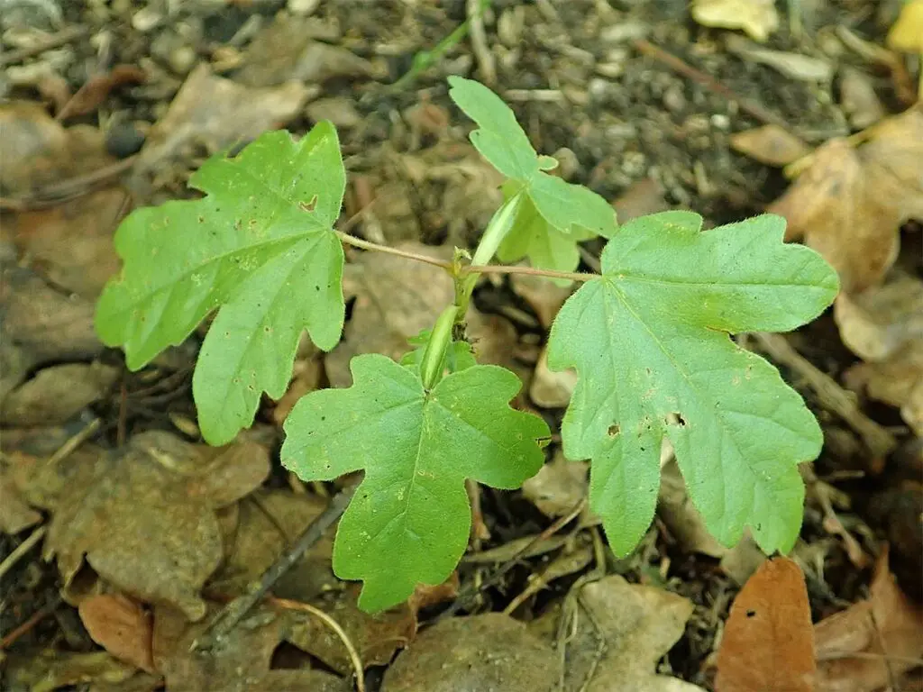 Salicyna, CC BY-SA 4.0 <https://creativecommons.org/licenses/by-sa/4.0>, via Wikimedia Commons A young field maple sapling