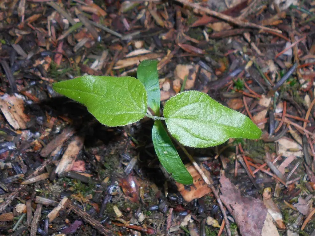 Salicyna, CC BY-SA 4.0 <https://creativecommons.org/licenses/by-sa/4.0>, via Wikimedia Commons A field maple seedling