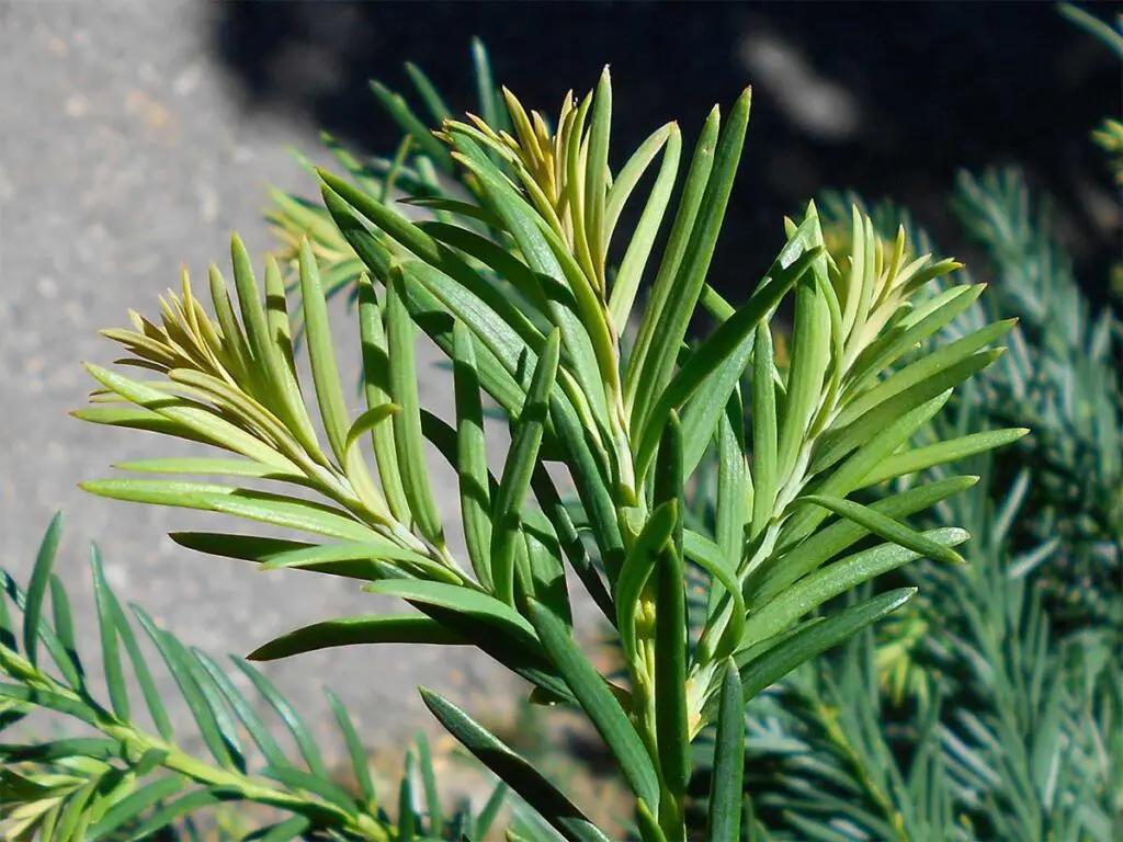 Salicyna, CC BY-SA 4.0 <https://creativecommons.org/licenses/by-sa/4.0>, via Wikimedia Commons A young yew sapling