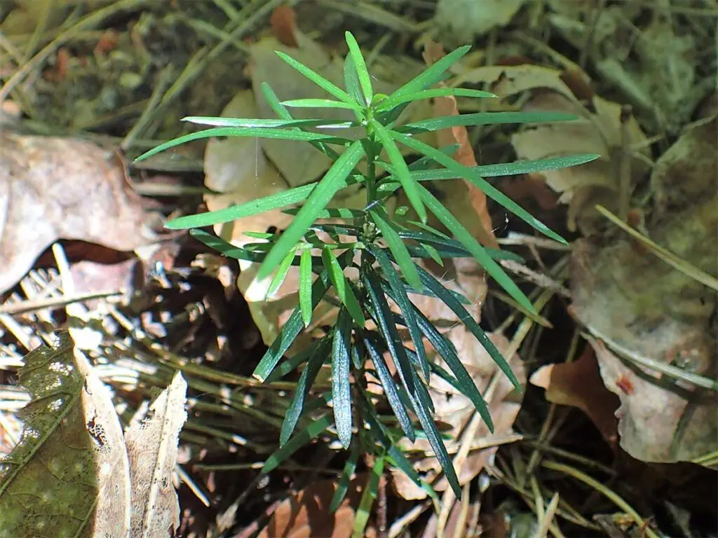 Krzysztof Ziarnek, Kenraiz, CC BY-SA 4.0 <https://creativecommons.org/licenses/by-sa/4.0>, via Wikimedia Commons Yew seedling in a woodland setting
