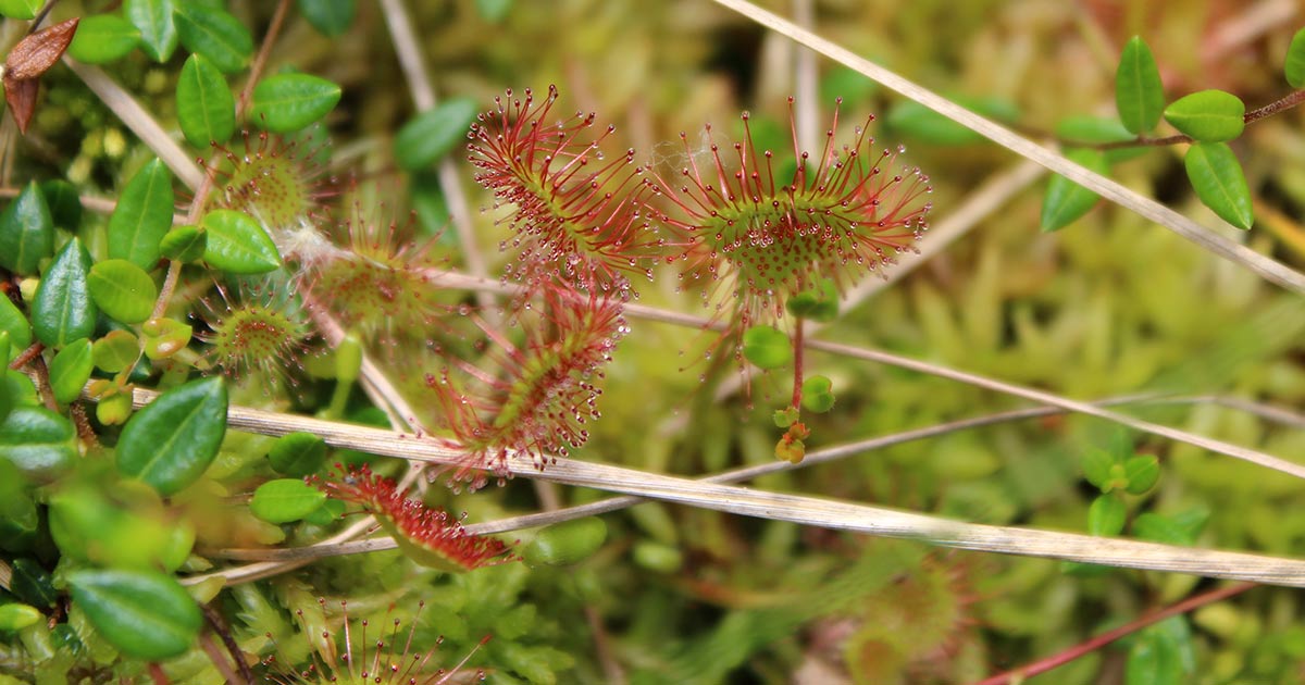 Sundew growing on a bog