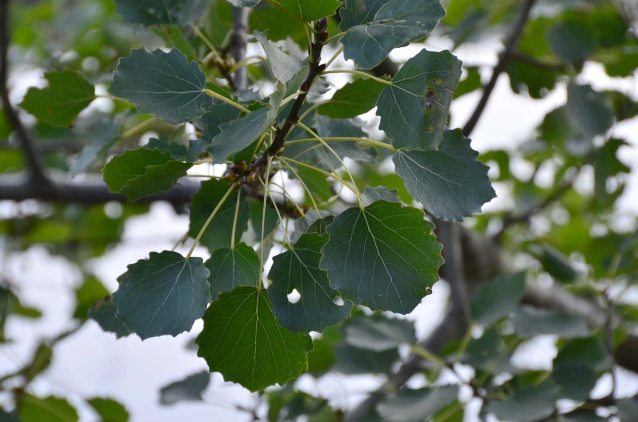 Aspen leaves