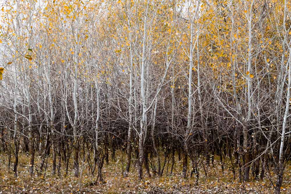 A stand of aspen trees