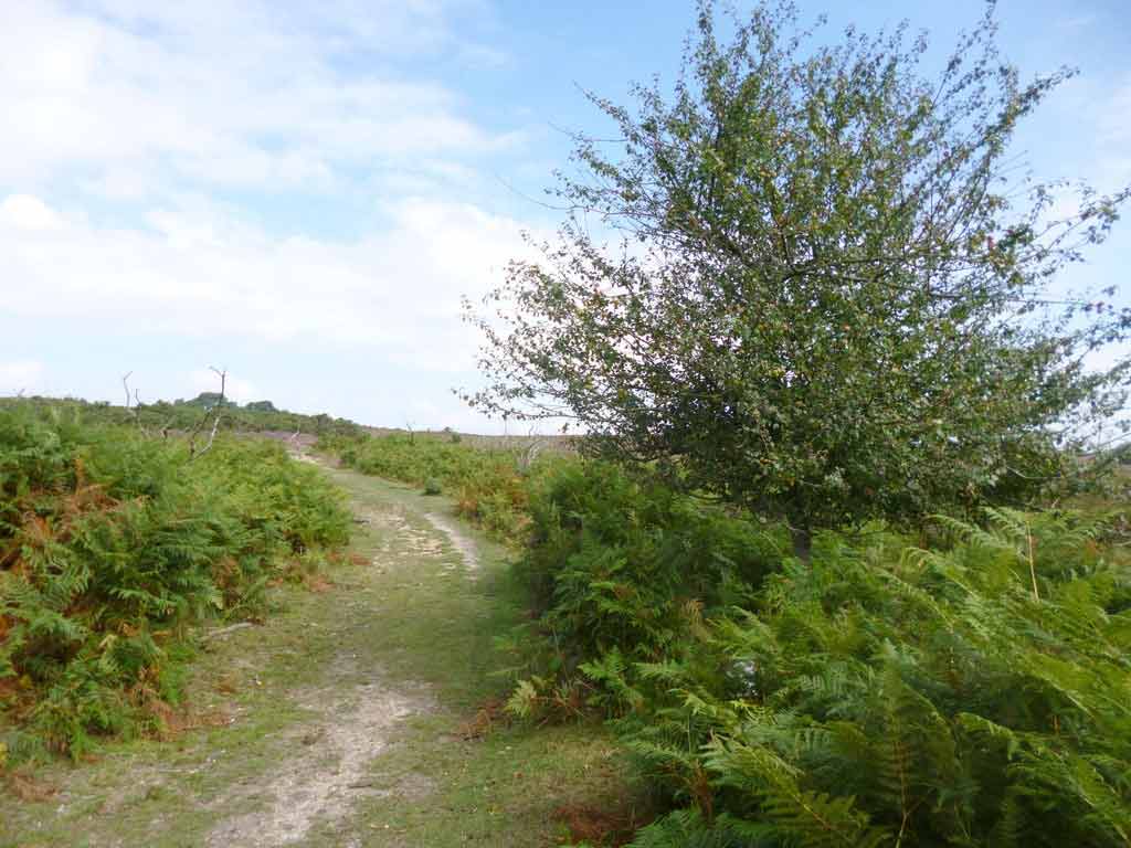 A crab apple tree by a path through fields of bracken