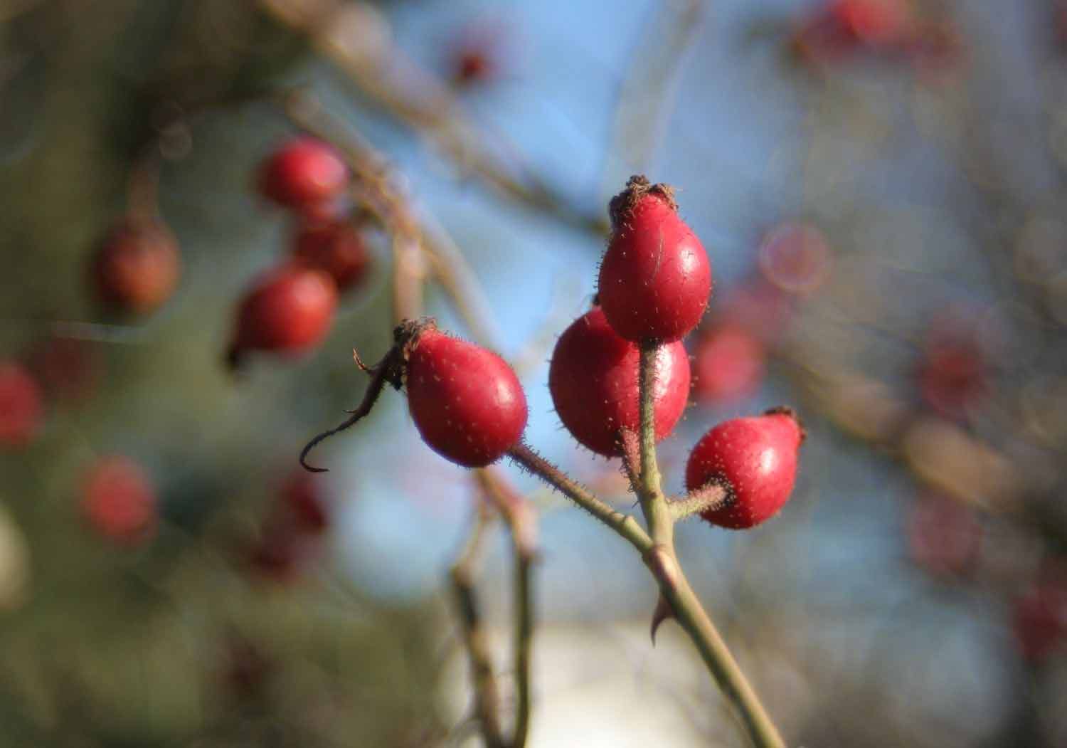 Ripe fruits (rose hips) of the dog rose