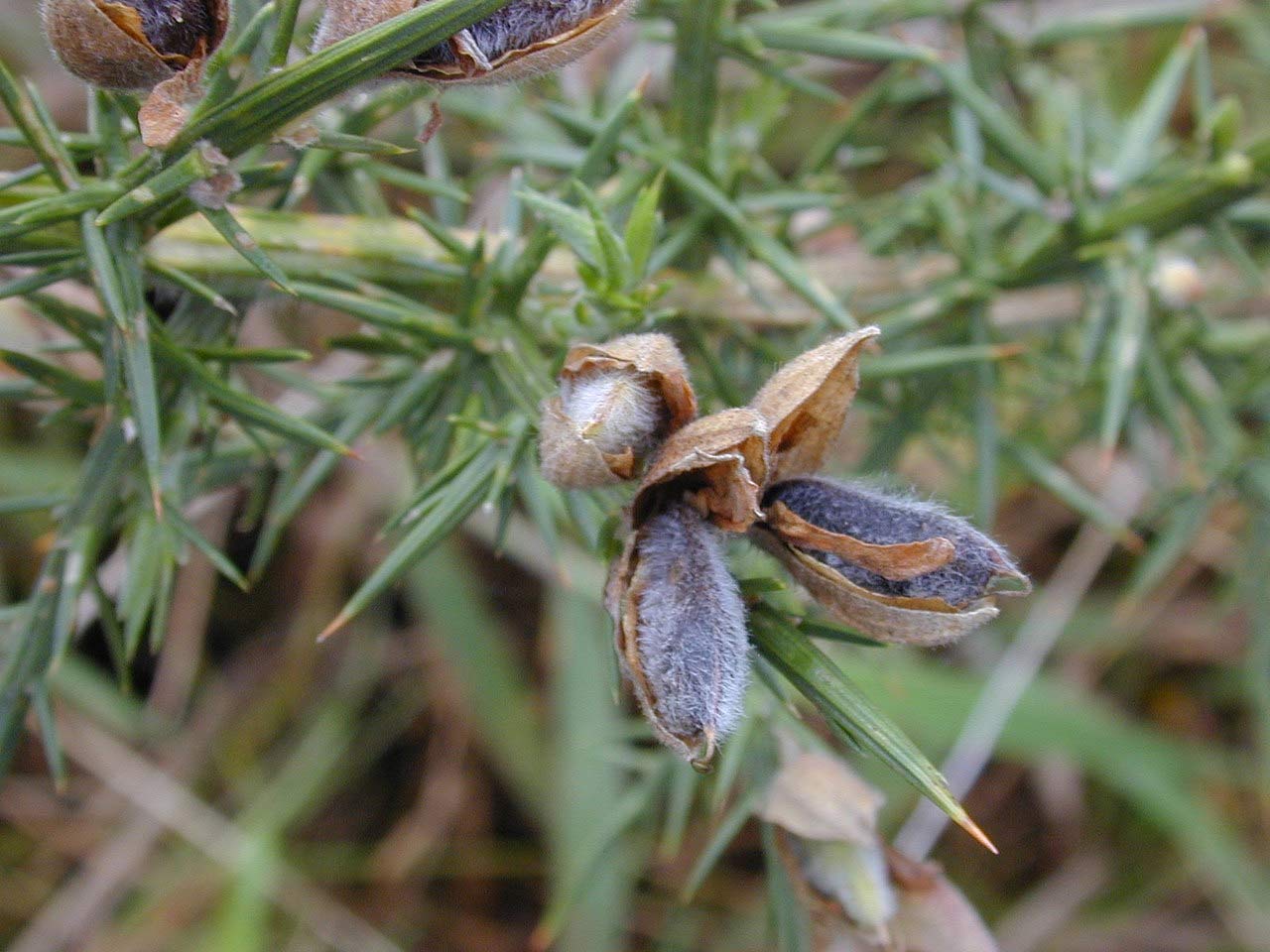 Gorse pods ready to burst