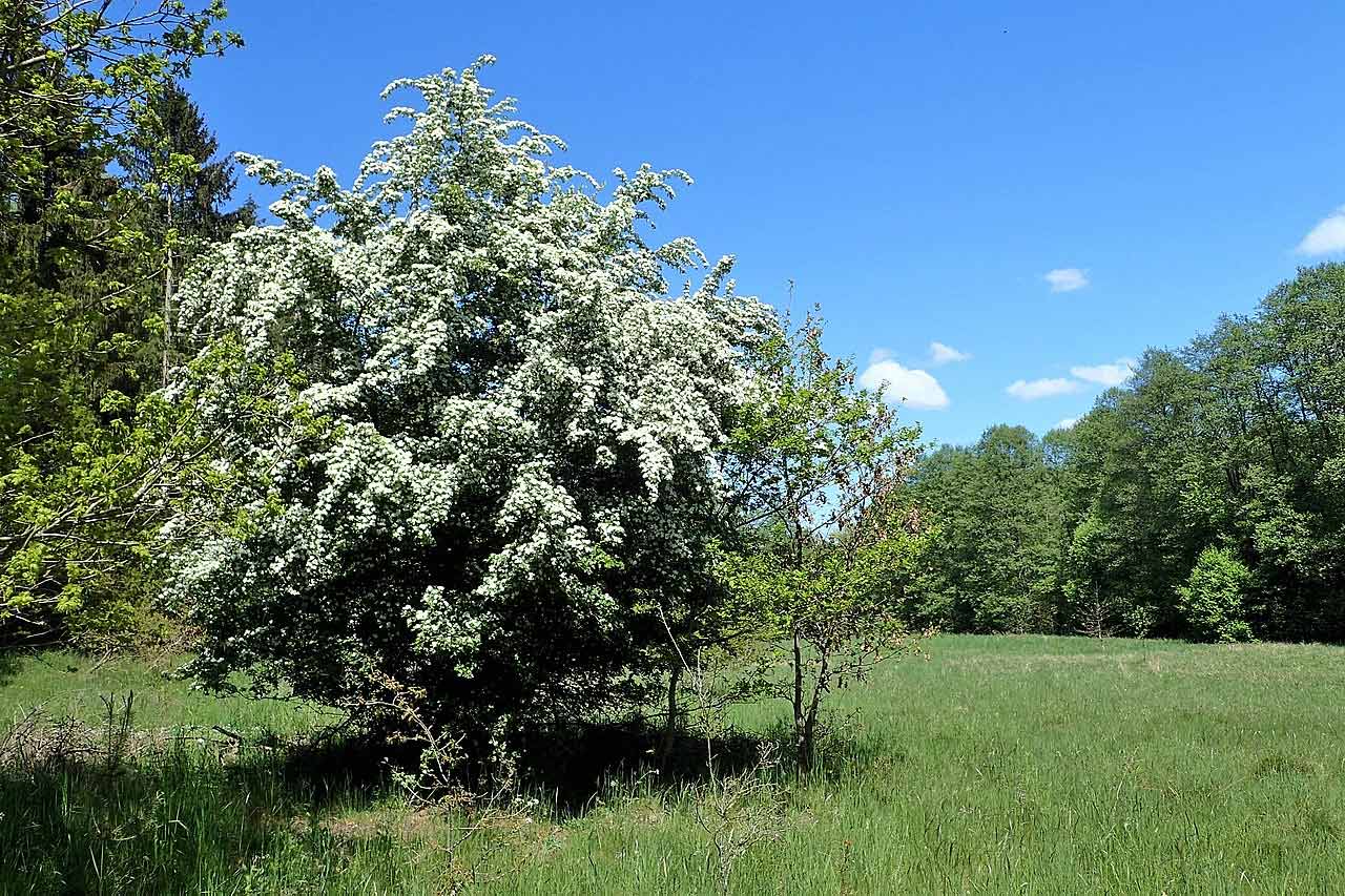 A hawthorn tree in full bloom standing in a field