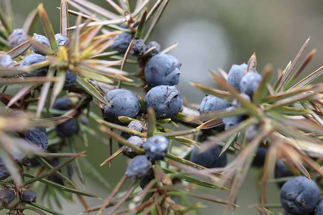 The hard, purplish fruits of a common juniper