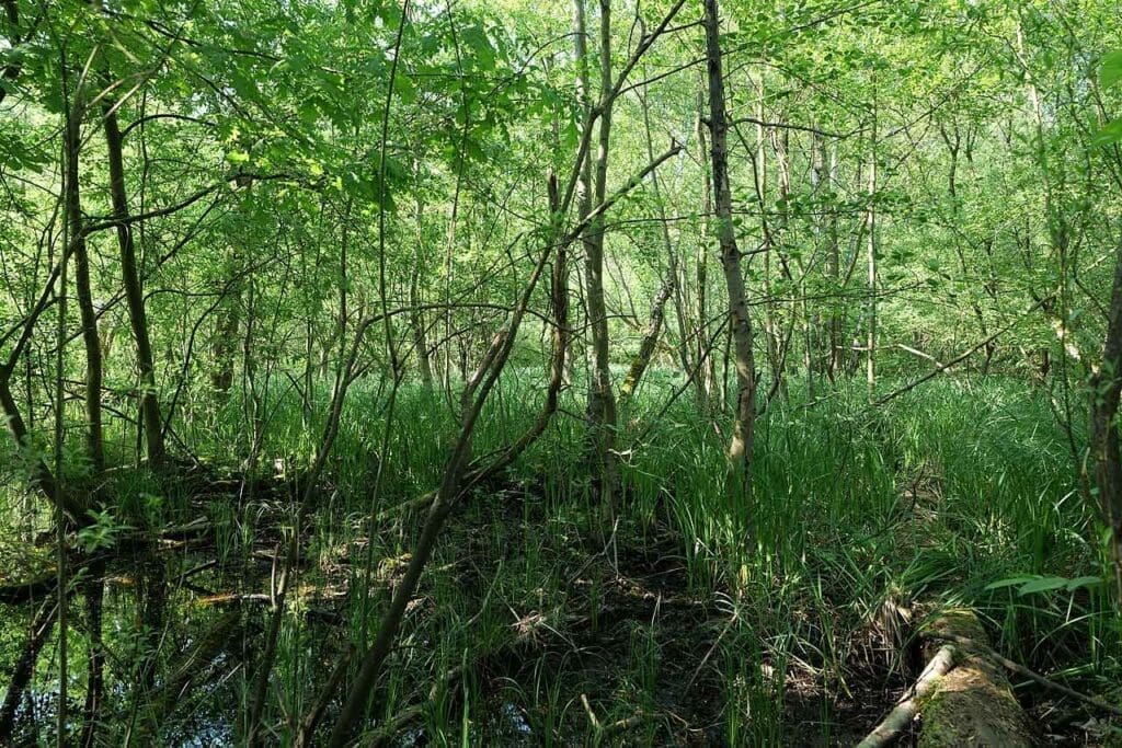 A mixed woodland