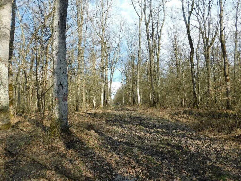 An oak woodland