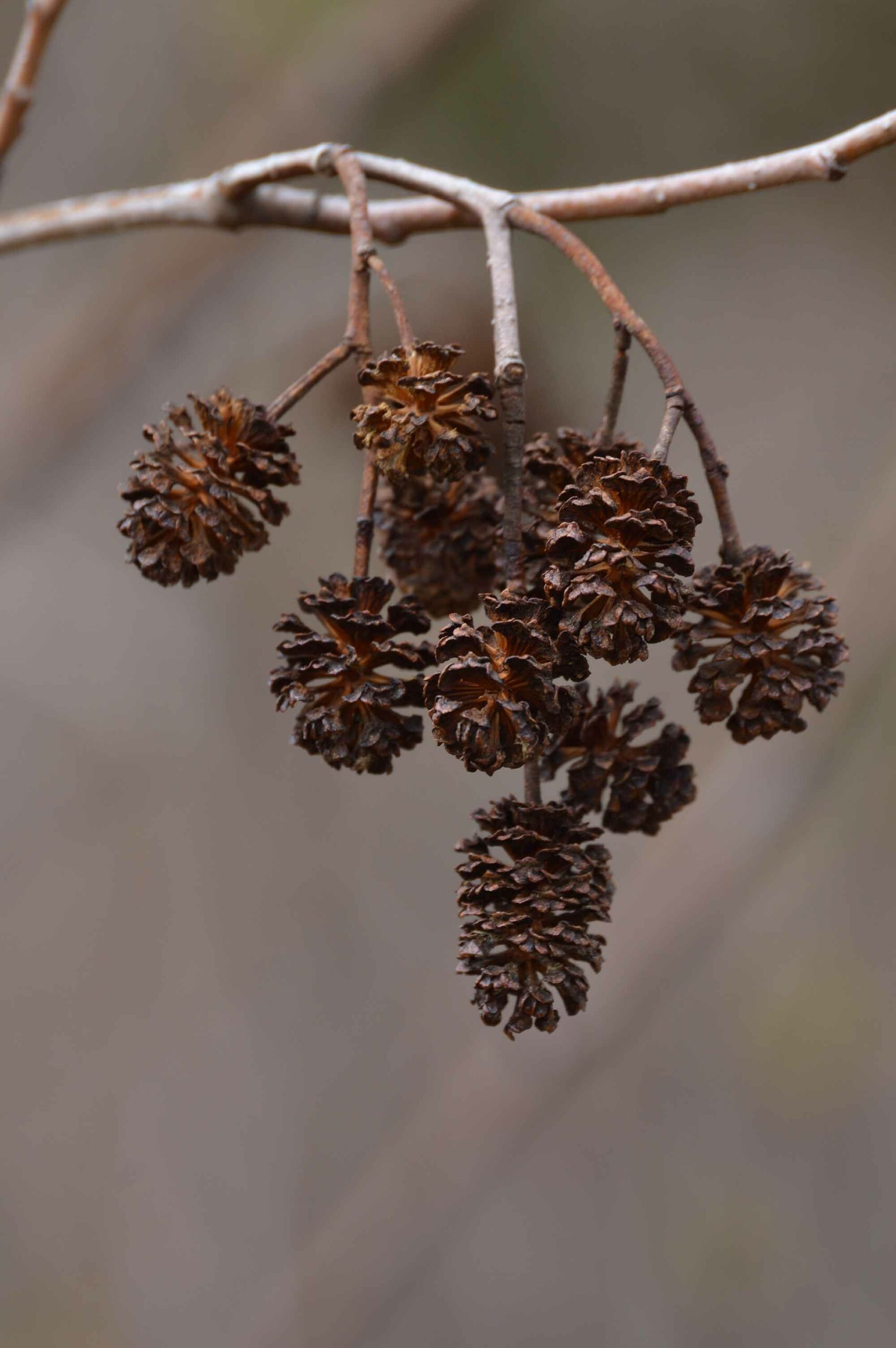Well opened alder cones