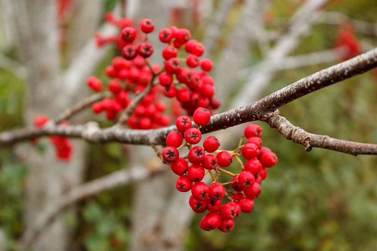 Ripe rowan berries ready for picking from the tree