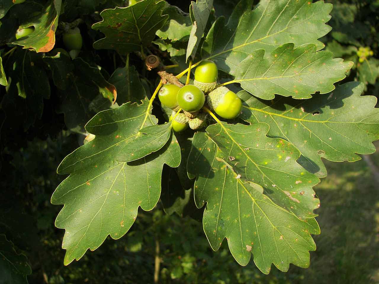 Acorns of the sessile oak tree