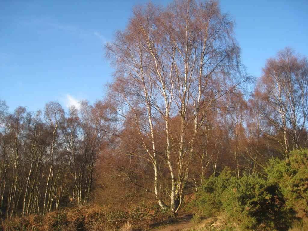 Silver birch trees forming scrub woodland