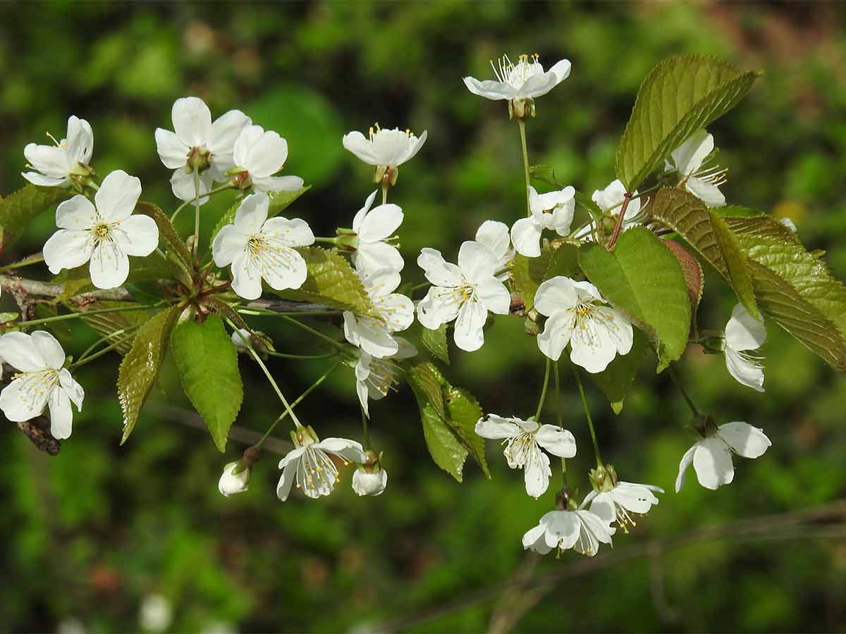 Wild cherry flowers in spring sunshine