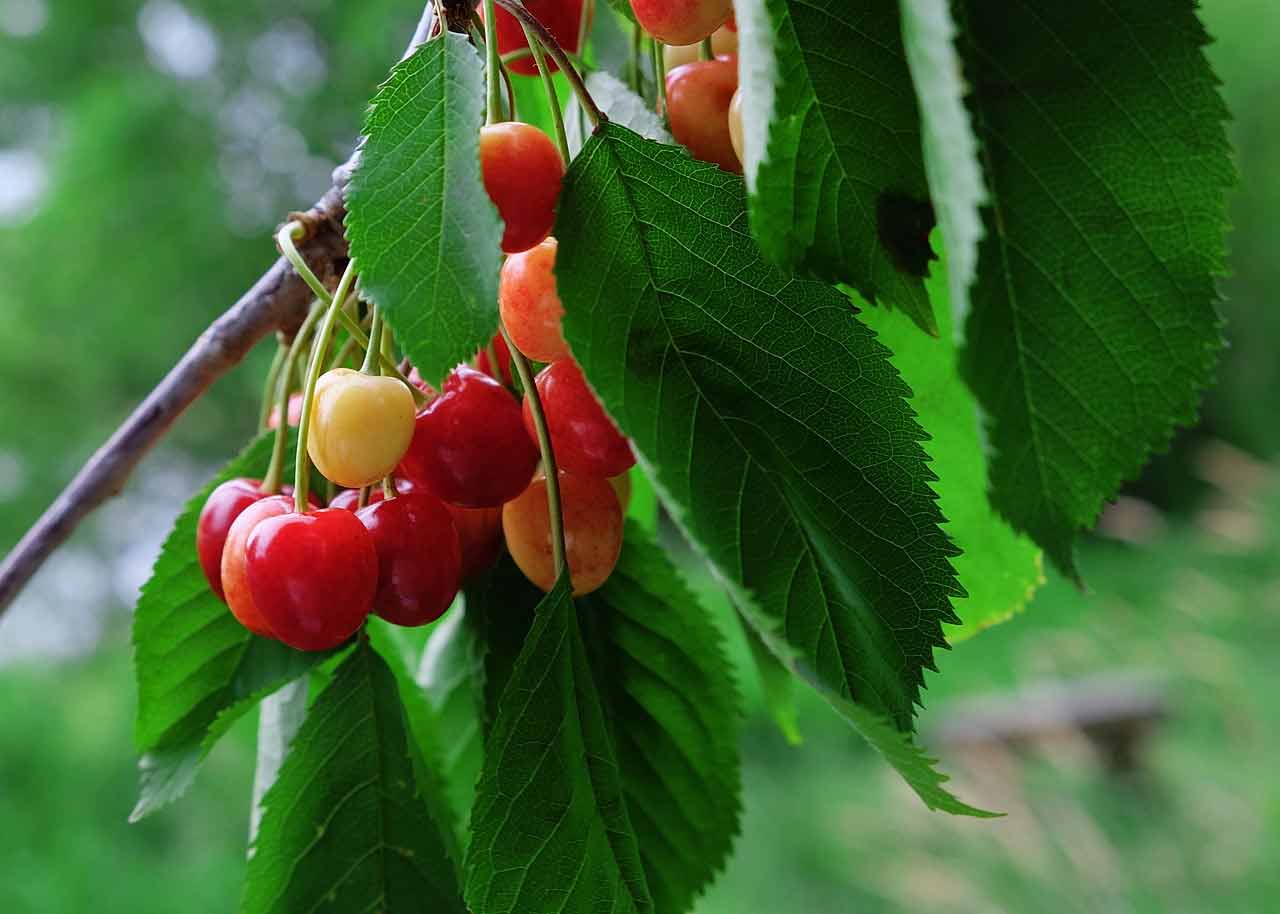 Ripening wild cherry fruits on a tree