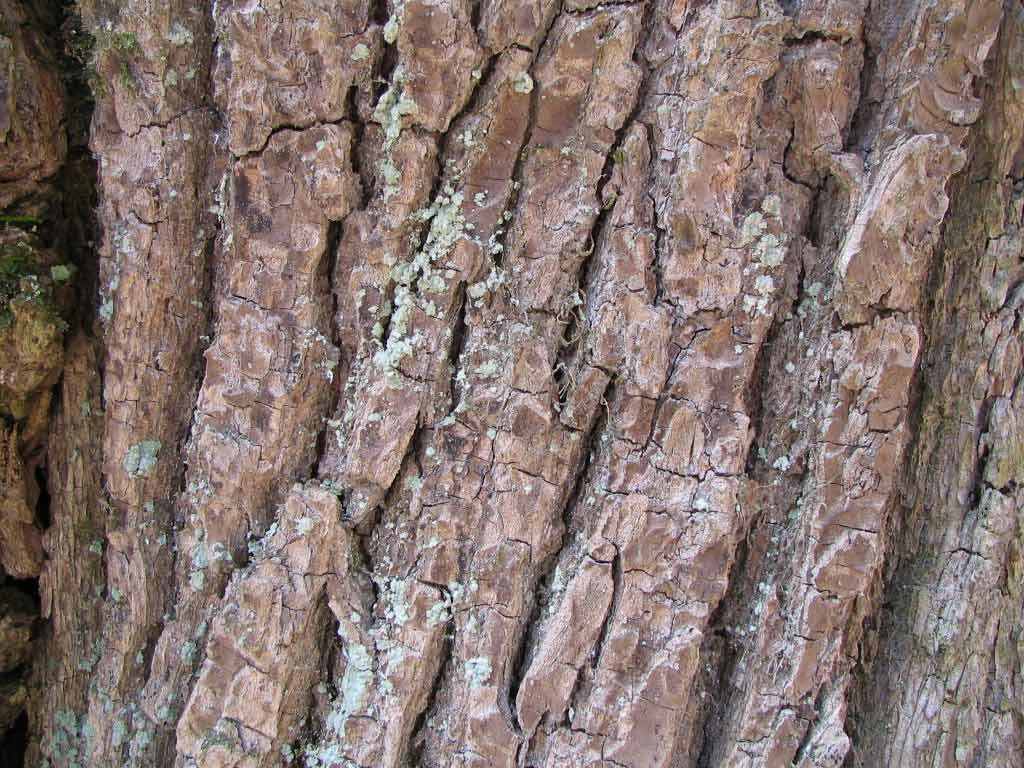 Wych elm bark