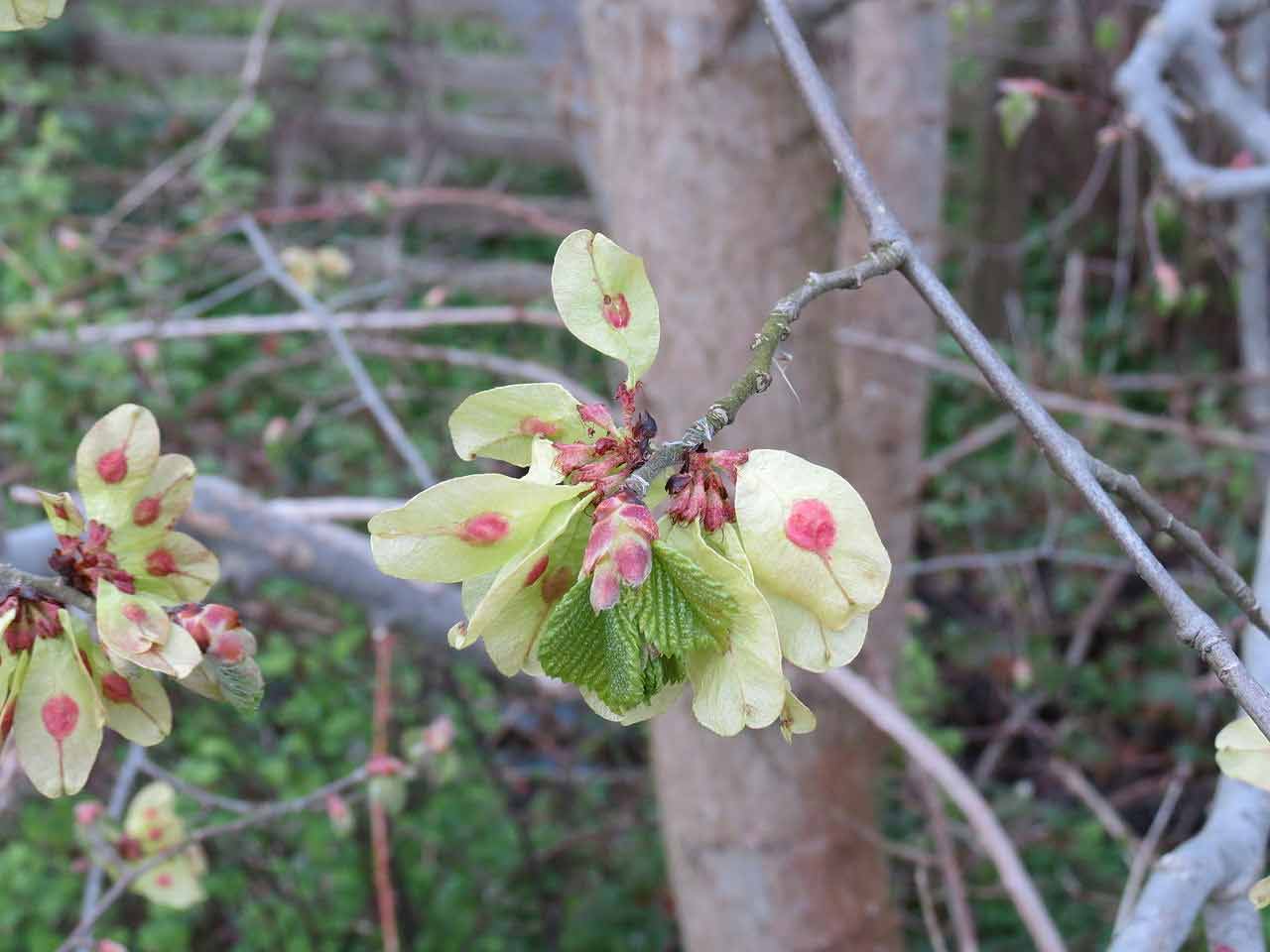 Fruits of the wych elm tree in late April