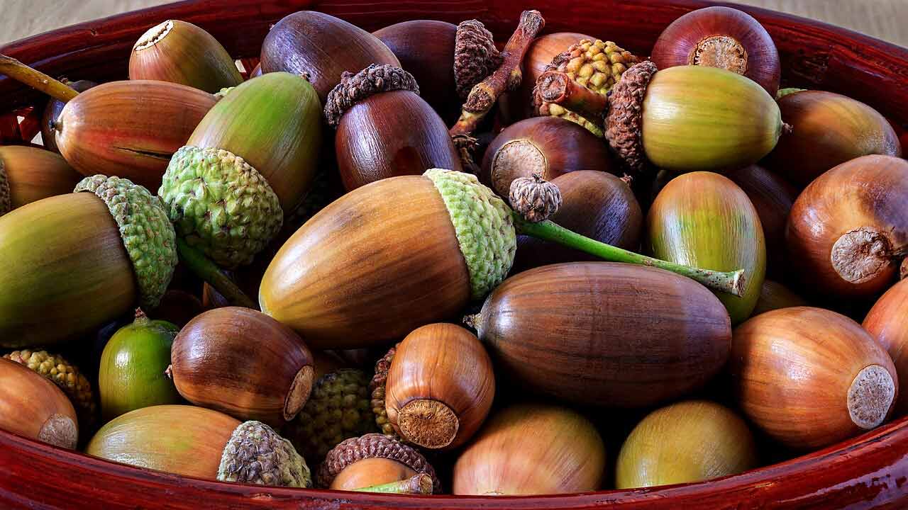 A bowl of ripe acorns of the pedunculate oak (Quercus robur)