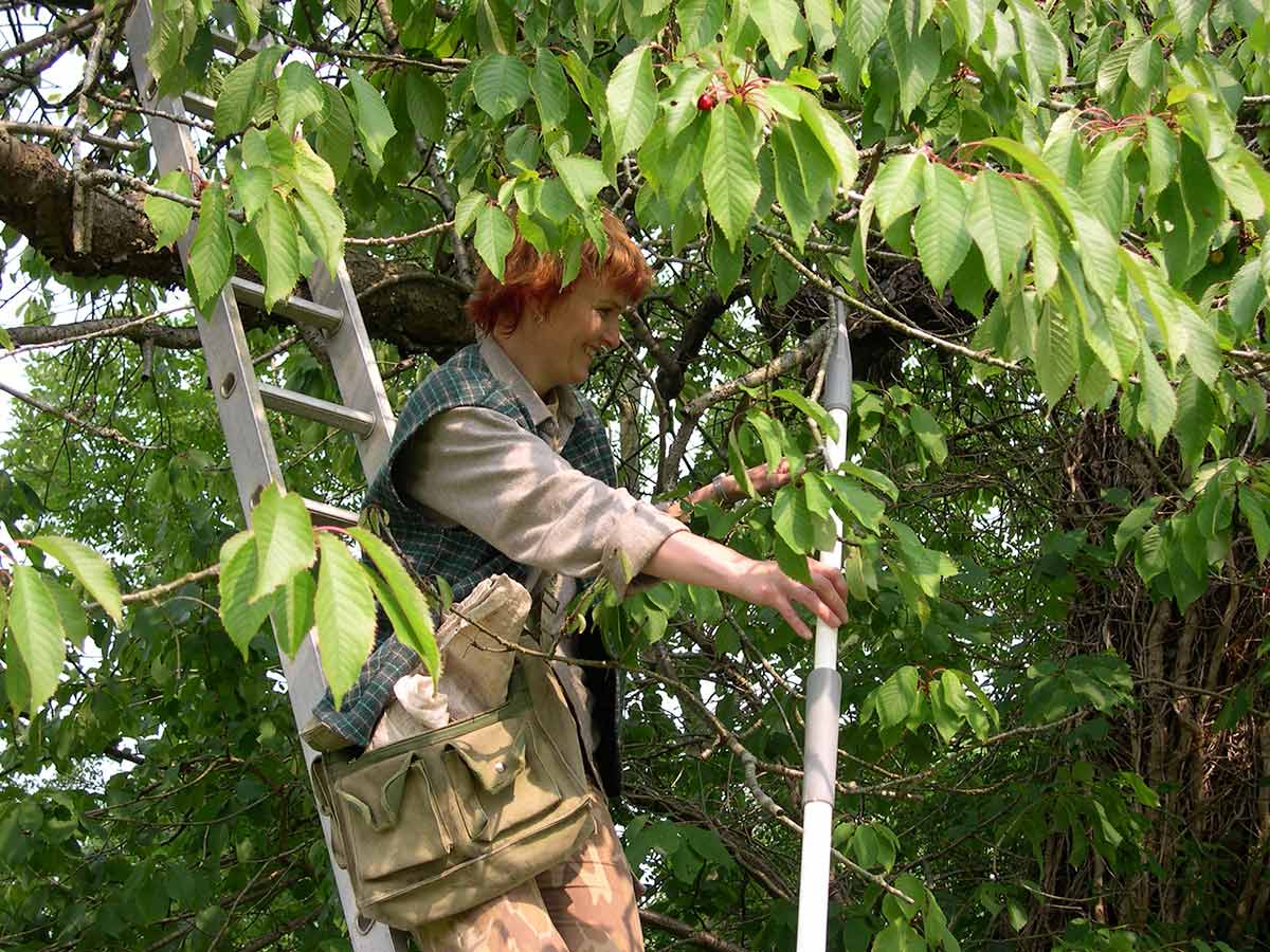 A woman collecting wild cherry seeds from a ladder