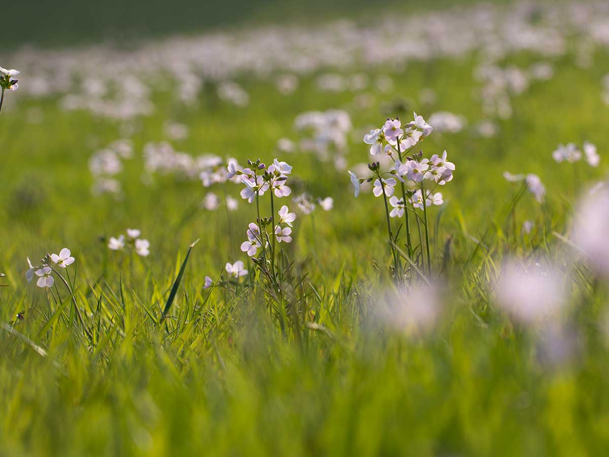 Cuckooflower in full flower in spring grassland