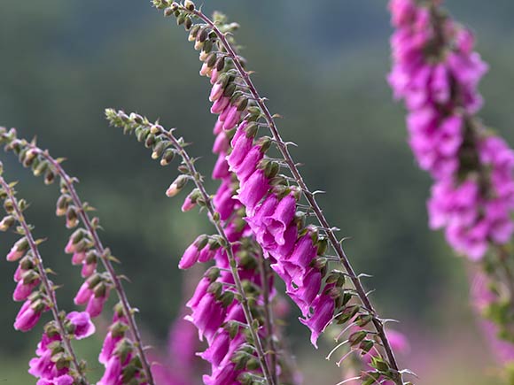 Foxglove flowers in May