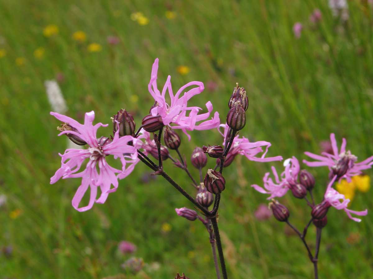 Ragged-Robin flowers in a wet meadow in spring