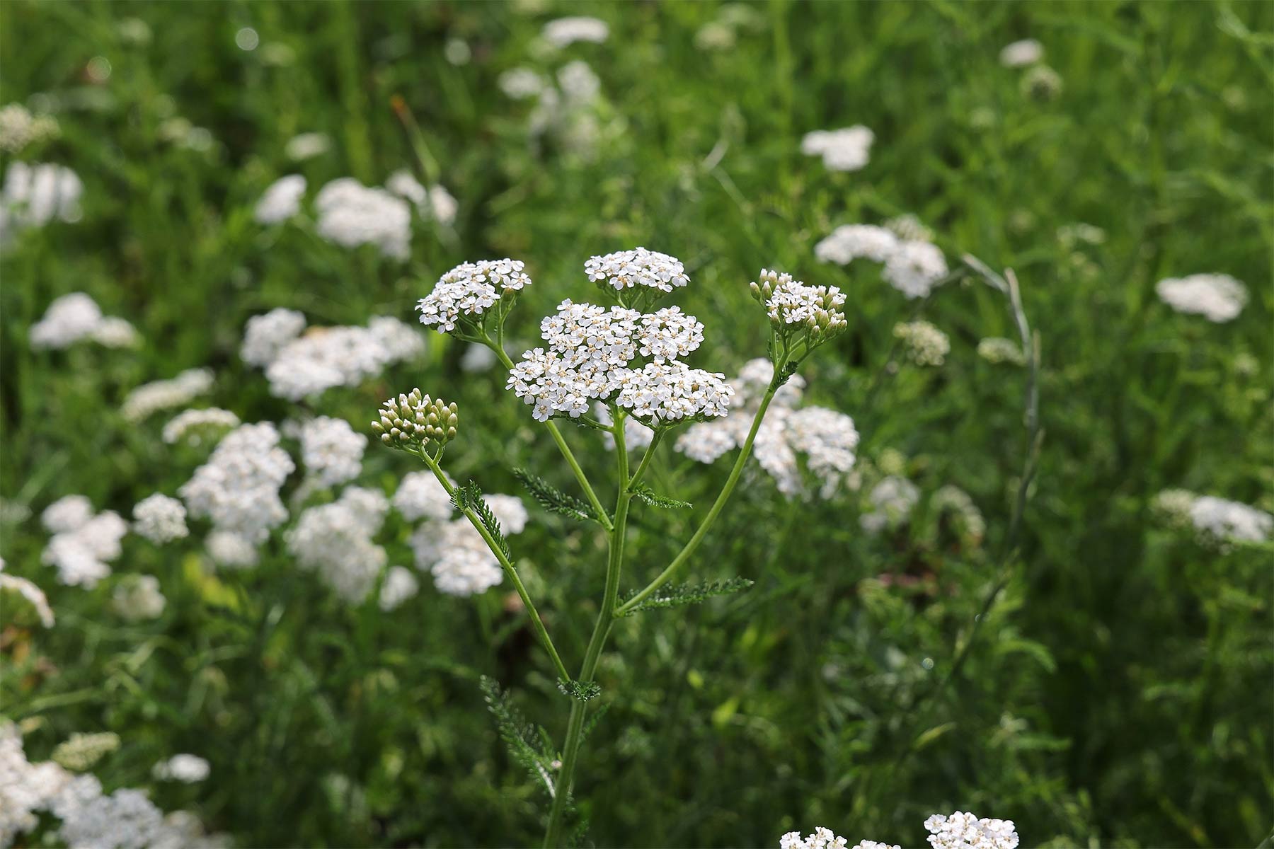 Yarrow flowers