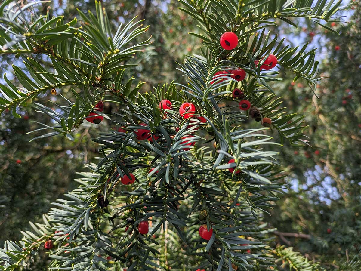 Ripe yew berries